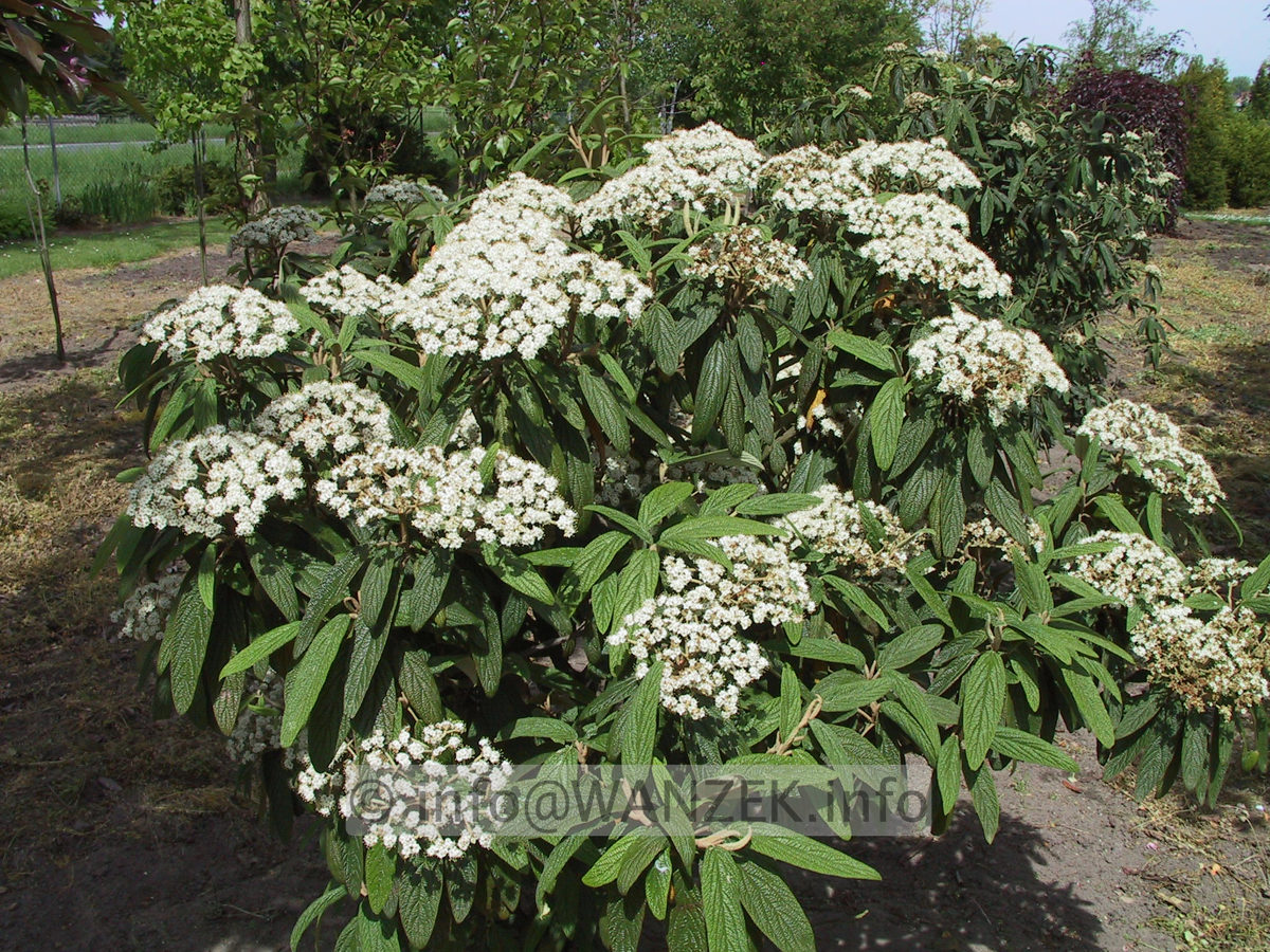 Viburnum rhytidophyllum 01 Sol bluehend.JPG